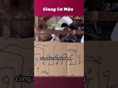 Bỉ ngạn trắng, có cắn cũng không sao 🐩 #giangcuman