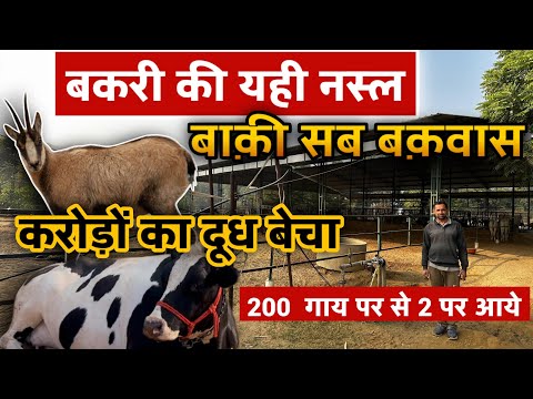 Hf Cow Dairy farm converted into Goat farming | Dairy Farming in India | Goat farming in India