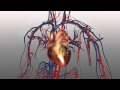 Heart Anatomy and Function Assessment