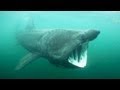 Basking Sharks: Giants of the Ocean