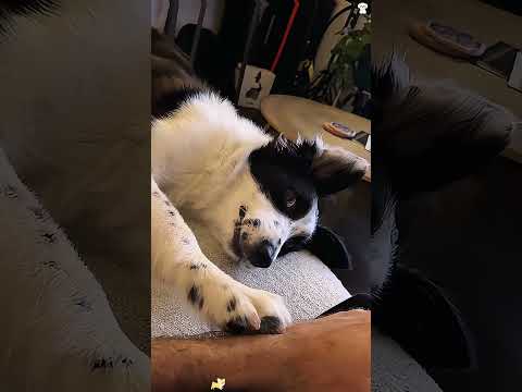 Dogs fall down #funny #haaha #funnypets #funnyvideo #pets #youtube #dog