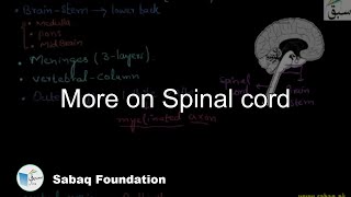 More on Spinal cord