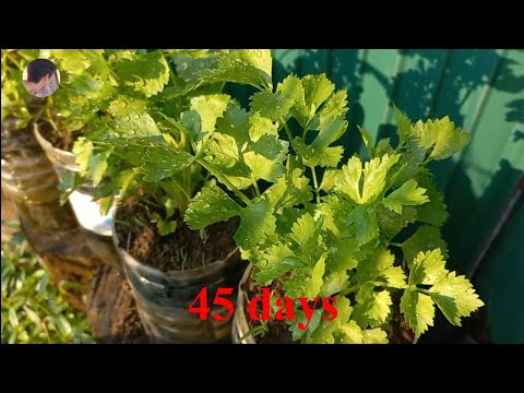 Planting Chervil in bottles | How to Growing Chervil