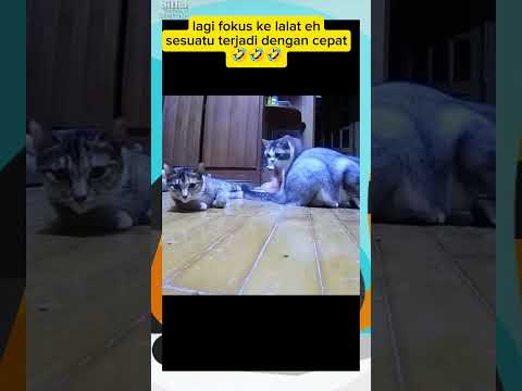 padahal cuma melawati tapi 🤣 #cat #shorts #kucing #kucinglucu