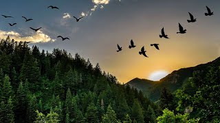 Bird Chirping Sounds for Sleeping and Deep Relaxation I  8 Hours  | Birds Chirping Sound Effects