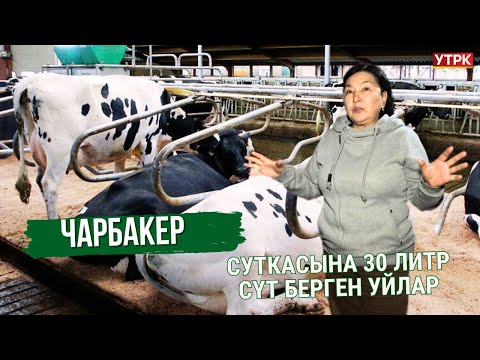 Суткасына 30 литр сүт берген уйлар // Чарбакер //11.01.25