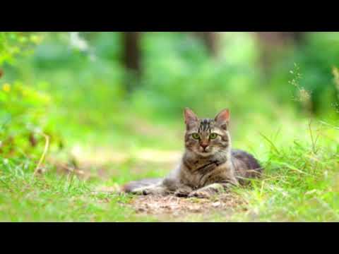 Sonido BOSQUE y PÁJAROS Para Relajar a Tu Mascota Sirve En Gatos y Perros