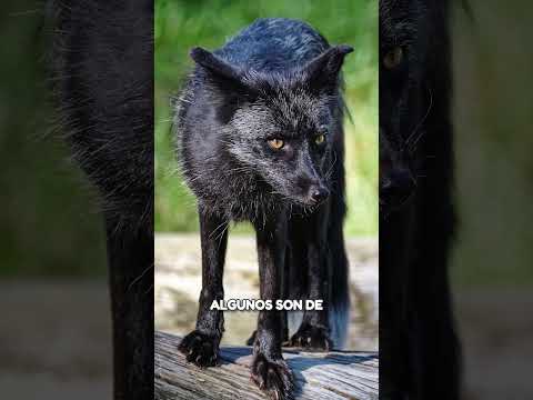 EL LLAMATIVO PELAJE DE LOS ZORROS PLATEADOS - Vulpes vulpes