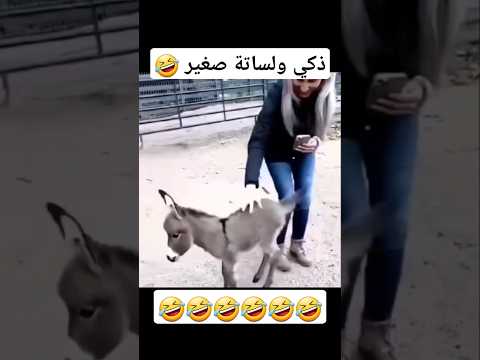 الحمار الصغير مالة حل 😂 #ضحك #abu_qais24 #funny