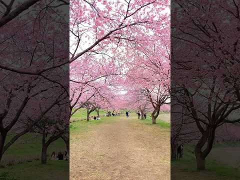 【撮影:Kazuma】3カットで桜を撮影しました！ #rkphoto #撮影テクニック #桜 #iphone撮影
