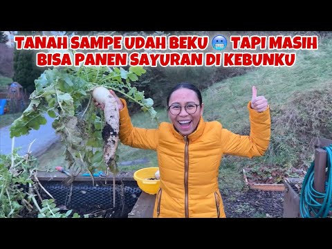 PERTAMA KALI PANEN SAYUR RADISH DI MUSIM DINGIN