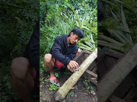 BUAT MERIAM KARBIT POHON PEPAYA #shortvideo