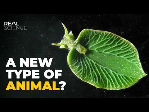 YouTube video thumbnail: This Slug Should Be Impossible