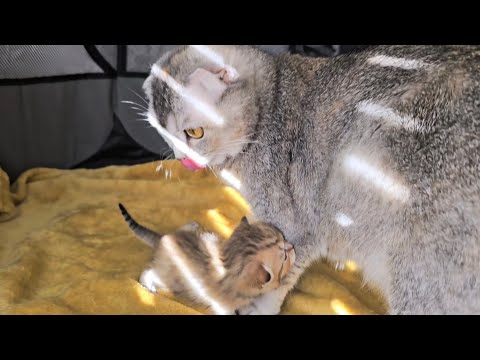 How a mother cat talks to her kittens, they meow so cutely 🤗