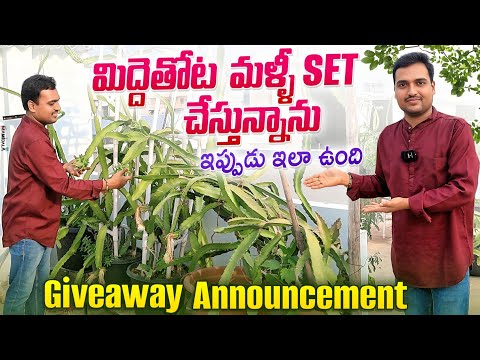 మిద్దెతోట మళ్ళీ set చేస్తున్నాను, ఇప్పుడు ఇలా ఉంది Giveaway Announcement