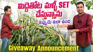 మిద్దెతోట మళ్ళీ set చేస్తున్నాను, ఇప్పుడు ఇలా ఉంది Giveaway Announcement