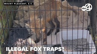 Hobcaw neighborhood offering reward to stop fox trapping