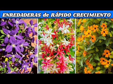 10 ENREDADERAS FLORALES de CRECIMIENTO RÁPIDO