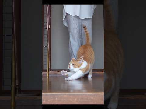 実は必殺仕事人な猫侍 #元野良猫チャチャ #猫侍 #猫武将 #cat #ねこ #猫#shorts
