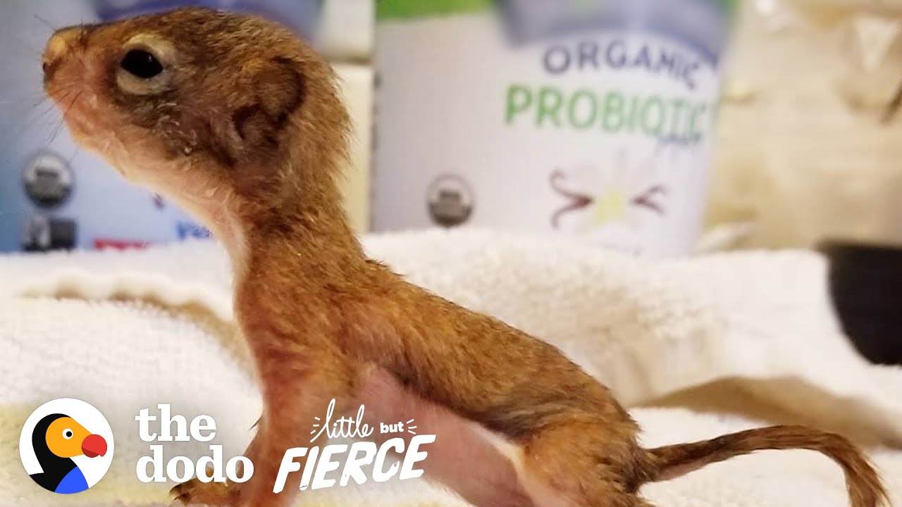This Baby Squirrel's Smaller Than a AA Battery Little But Fierce