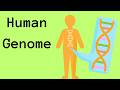 Understanding the Human Genome