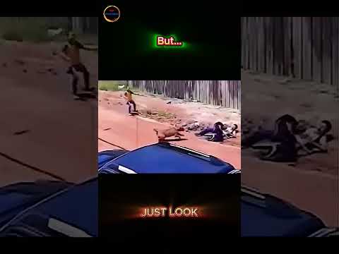 Pitbull vs Stray Dog—Did It Really Save the Boy in Time?