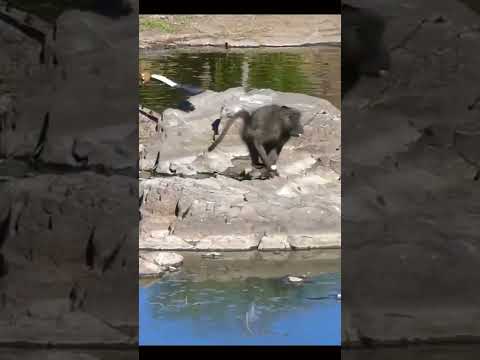 Monke VS Brids