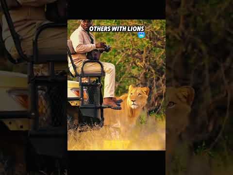 Others with Lions vs that One Guy  🦁💀#shorts #lions
