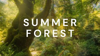 Hot Sunny Day in Redwood Forest | 4K Animated Screensaver with Authentic Sounds