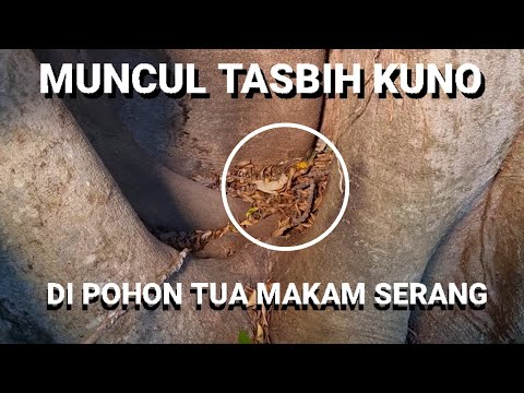 MUNCUL TASBIH KUNO DI SAMPING LOKASI MAKAM ALM.TAUFIK SAVALAS