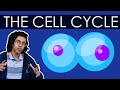 Navigating the Cell Cycle: Key Concepts and Steps