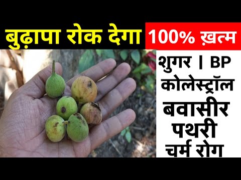 गुलर के फल में छिपा है करोड़ों बीमारी का फ्री उपचार? जो देखेगा सुखी बन जाएगा जो न देखेगा वो पछताएगा