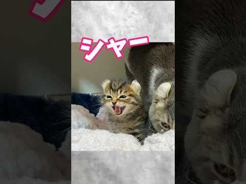 ぜーんぜん怖くないシャーを覚えた子猫が犬と✨