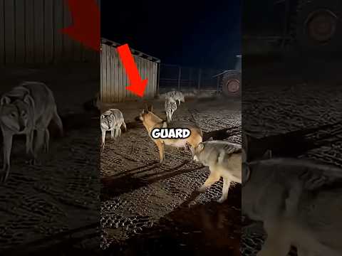 This Pregnant German Shepherd Died Protecting the Farm… What Happened Next Was Unbelievable