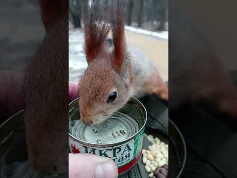 Белка хочет пить / The squirrel is thirsty