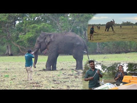 Massive Elephant Got angry | विशालकाय हाथी को आया गुस्सा | বিশাল হাতি রেগে গেল