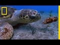 Loggerhead Sea Turtle Knowledge Assessment