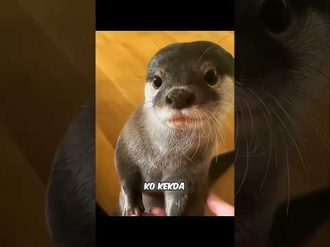 A HEARTWARMING BOND WITH A LITTLE OTTER