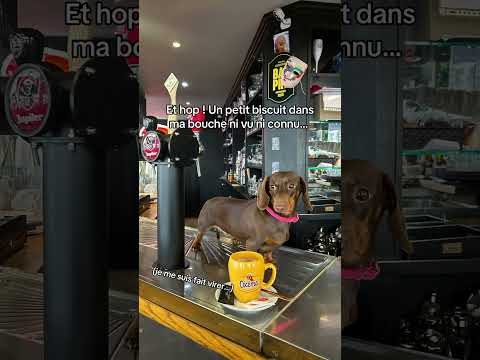 Cโest compliquรฉ de trouver un travailโฆ #dog #dachshund #chien #puppy #funny #pets #trends
