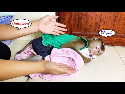 Monkey Lyly slept soundly in front of the door because her mother did not hug her to sleep.