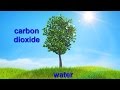Photosynthesis and Its Processes