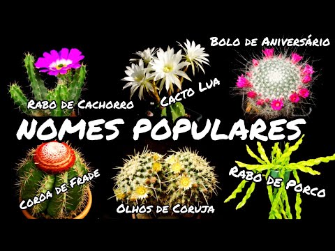 TOP 50 NOMES POPULARES DE CACTOS | 50 ESPÉCIES PARA IDENTIFICAÇÃO | CACTUS TV