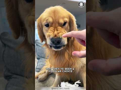Golden Retriever ❤️‍🔥 Unconditional Love & Loyalty!