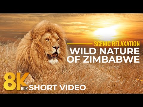 Wild Nature of Zimbabwe in 8K HDR - Hwange & Zambezi National Parks - Short Wildlife Film