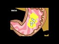 Digestive System Functions and Processes