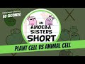 Plant and Animal Cell Functions