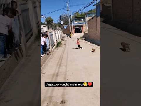 cutie dog & kids moment !! 🤭🐶❣️ #dog #animals #funny #shortsviral #trendingshorts