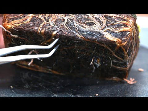 大切な枝を失った檜盆栽　盆栽を一緒に作ろう