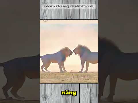 HAI CHÚA SƠN LÂM QUYẾT ĐẤU VÌ TÌNH YÊU #lionstories #malelion #lionfight