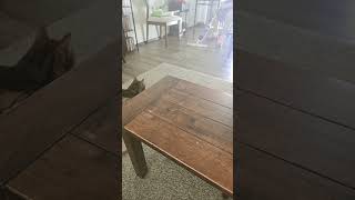 my cat looking at the swiffer